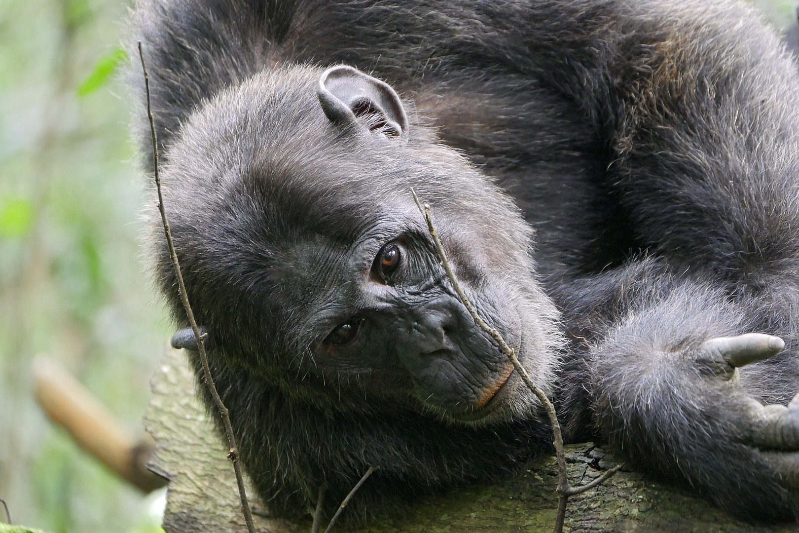 2019, Uganda, Kibale Forest NP