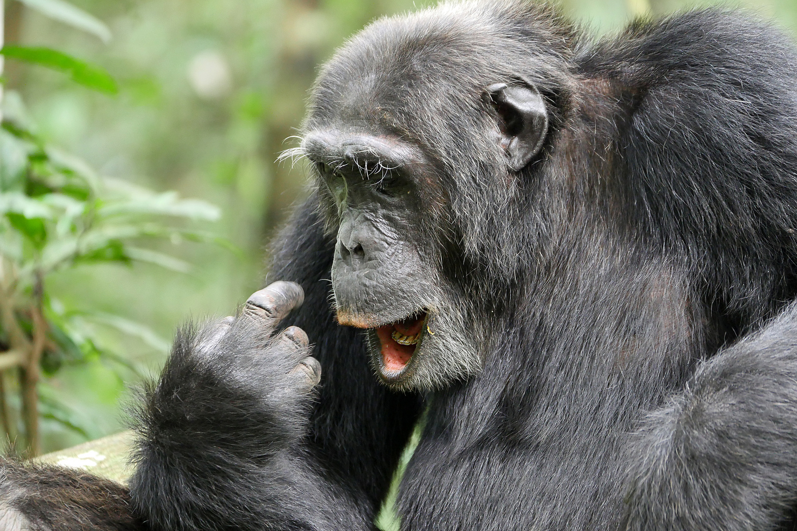 2019, Uganda, Kibale Forest NP