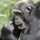 2019, Uganda, Kibale Forest NP