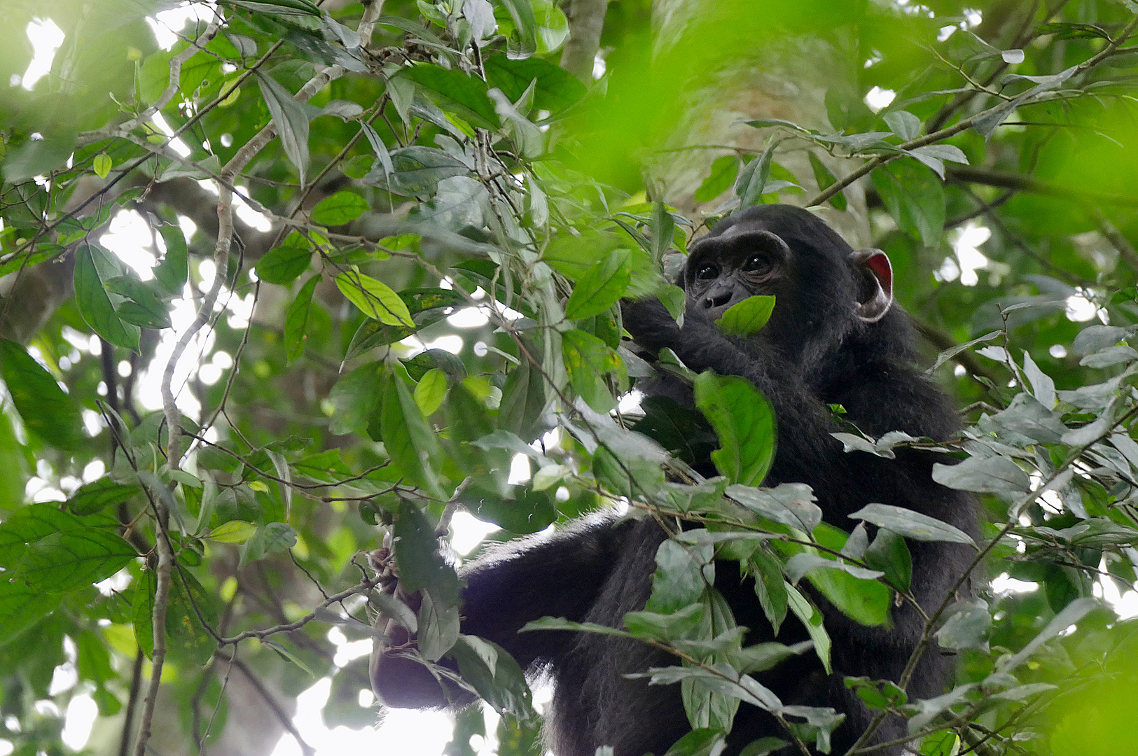 2019, Uganda, Kibale NP