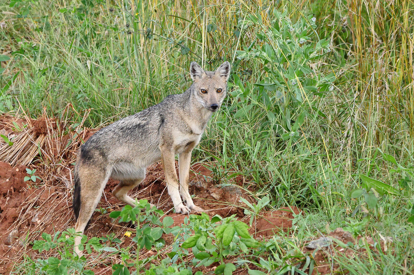 2019 Uganda, Kidepo NP