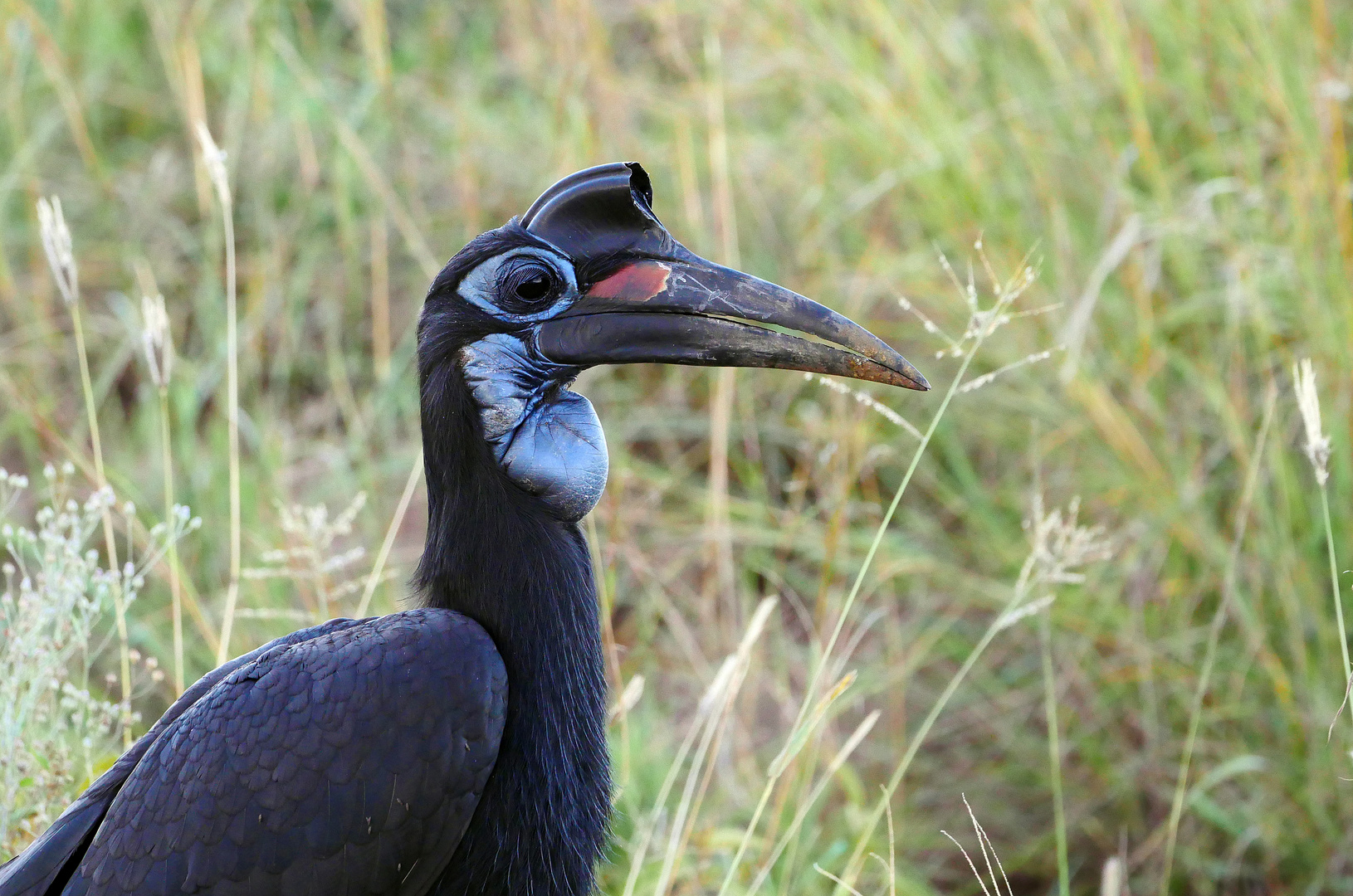   2019, Uganda, Kidepo NP 