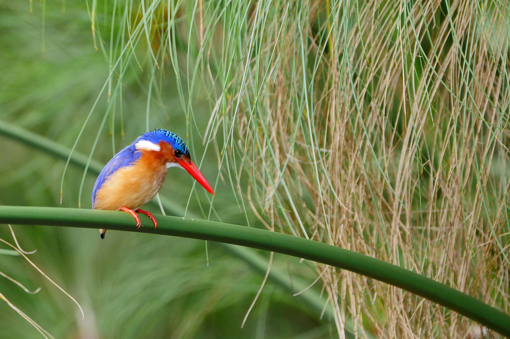 2019, Uganda, Lake Mburo NP