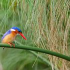 2019, Uganda, Lake Mburo NP