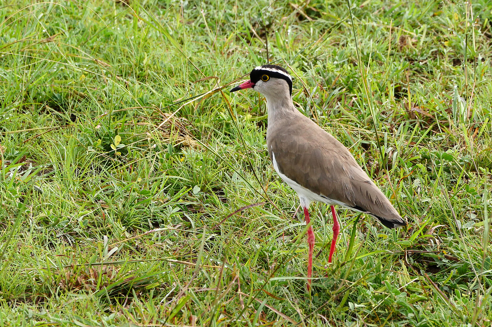 2019, Uganda, Queen Elisabeth NP