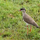 2019, Uganda, Queen Elisabeth NP