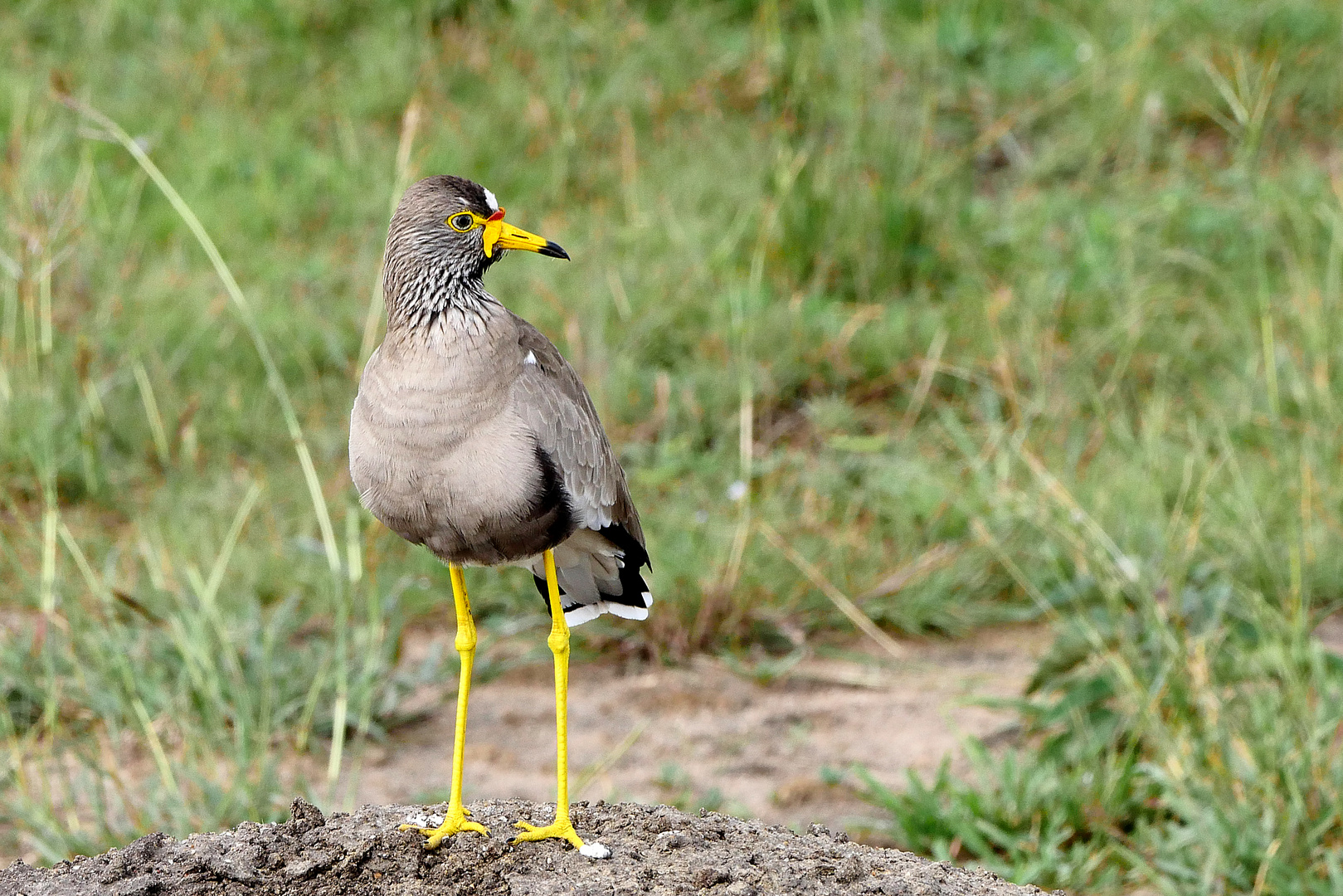 2019, Uganda, Queen Elisabeth NP