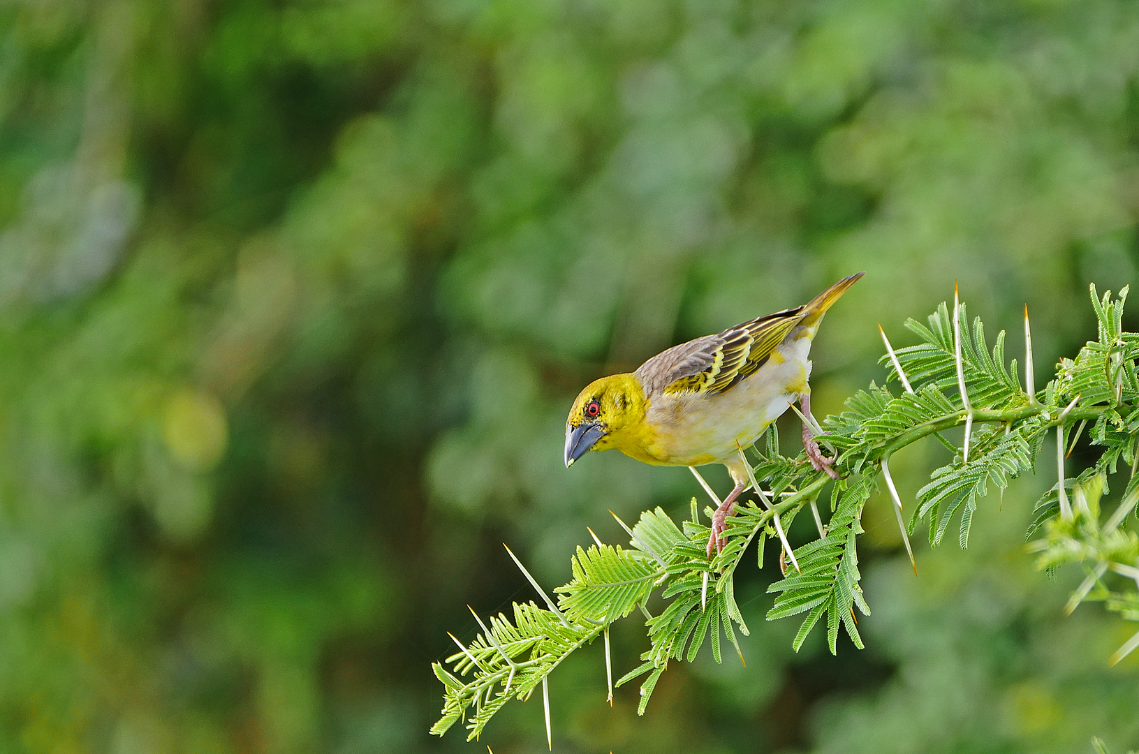 2019, Uganda, Queen Elisabeth NP