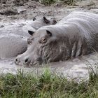 2019, Uganda, Queen Elisabeth NP