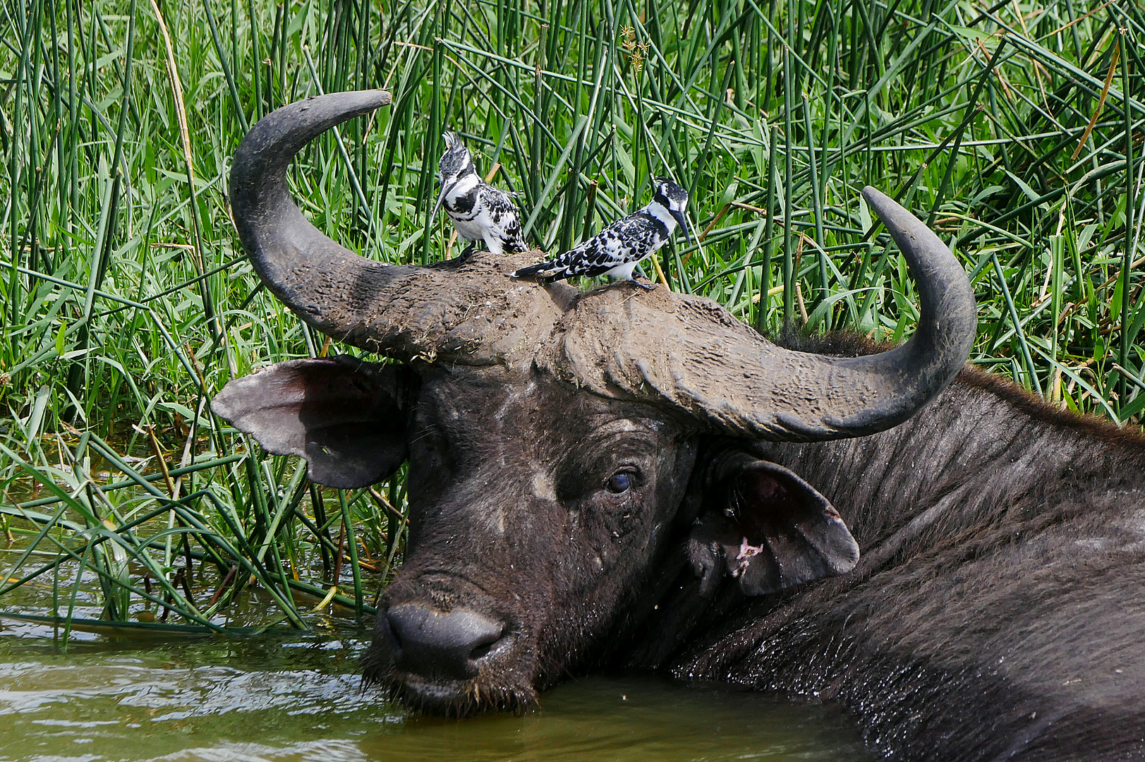 2019, Uganda, Queen Elisabeth NP 