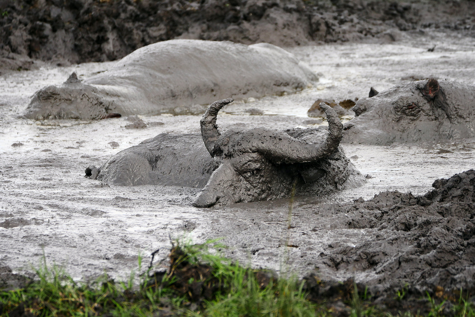 2019, Uganda, Queen Elisabeth NP