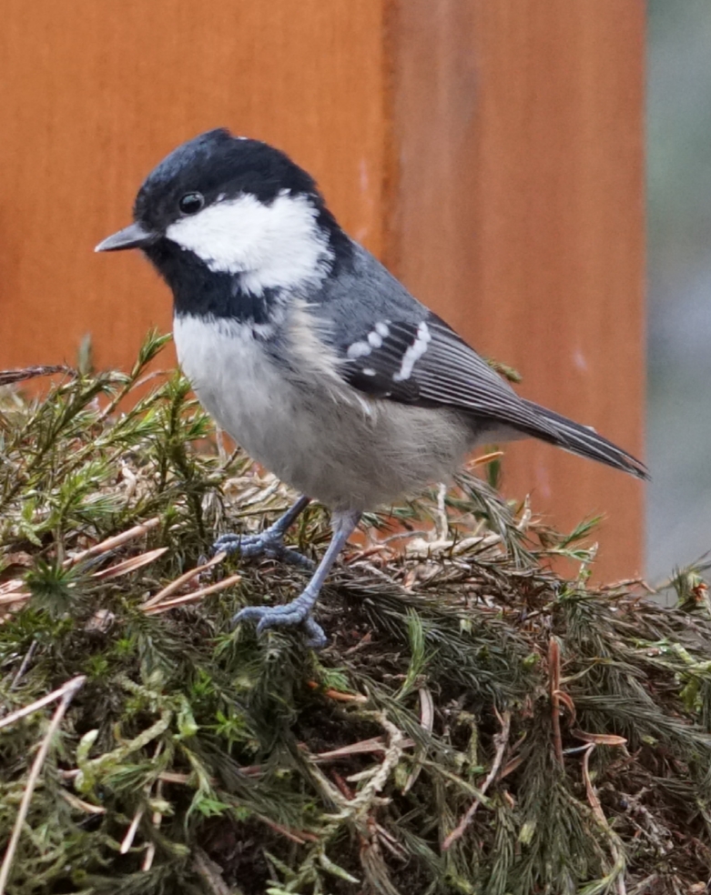 20190129_212638Vögel in meinem Garten 