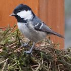 20190129_212638Vögel in meinem Garten 