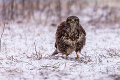 20190203 - Hechingen-Mäusebussard - _U8A4899