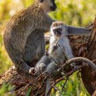 20190225 -  Tarangire Nationalpark - _U8A0402