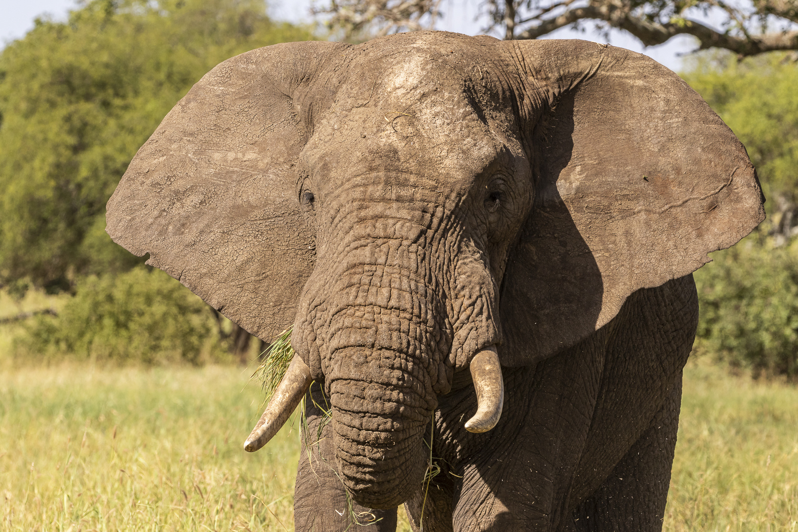 20190226 - Tansania-Tarangire Nationalpark - CS8A3073