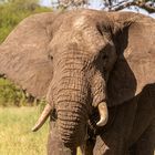 20190226 - Tansania-Tarangire Nationalpark - CS8A3073