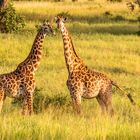 20190226 - Tansania-Tarangire Nationalpark - _U8A2028