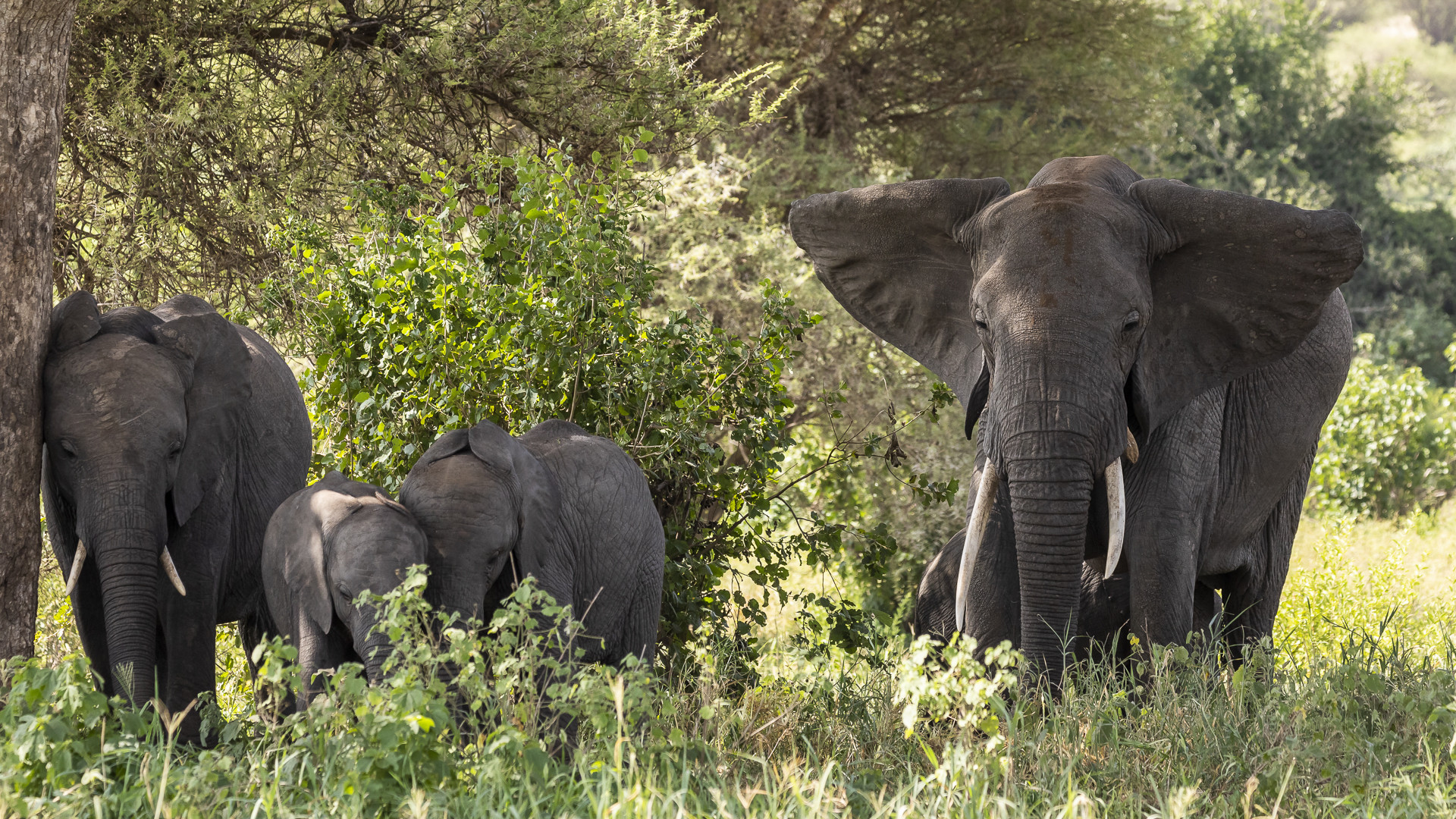 20190227 - Tansania - Tarangire Np-Arusha - _U8A6148