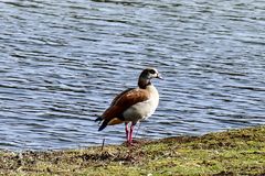 20190306-P1140347Stolze Gans