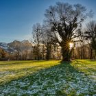 20190312_Sonnenaufgang_Weesen_Baum