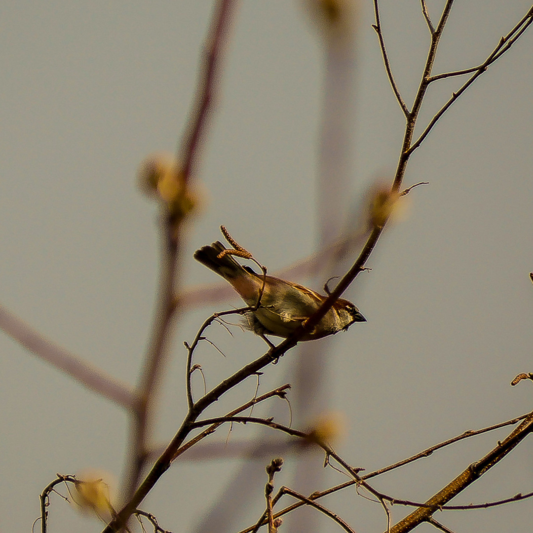 20190324-P1010175Zwischen den Zweigen