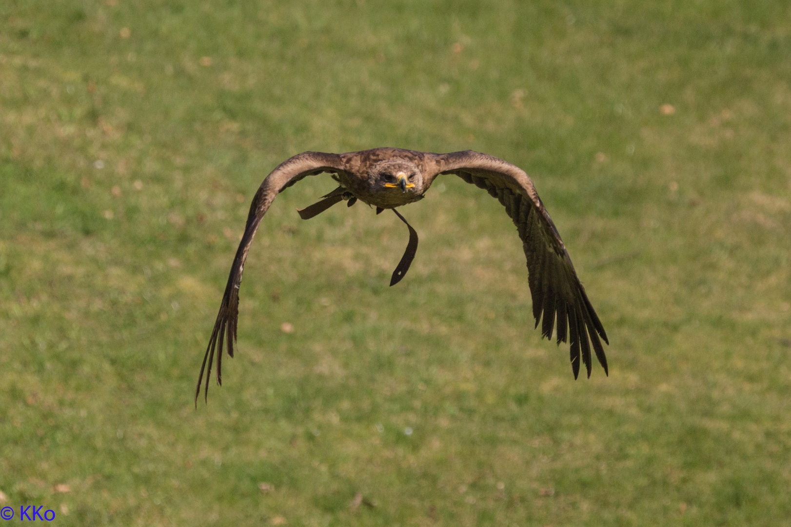 20190330   IMG_0872   Canon EOS 6D   20190330 Wildpark Tripsdrill