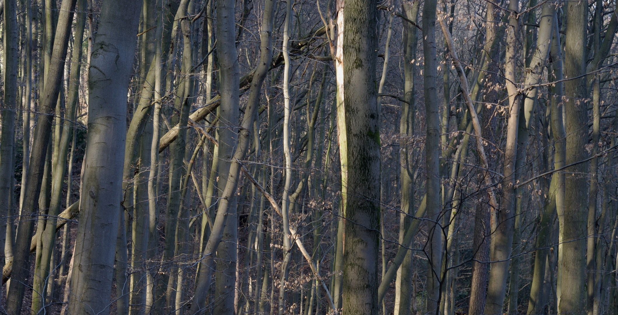 2019.04 holzordnung I - siebengebirge BRD