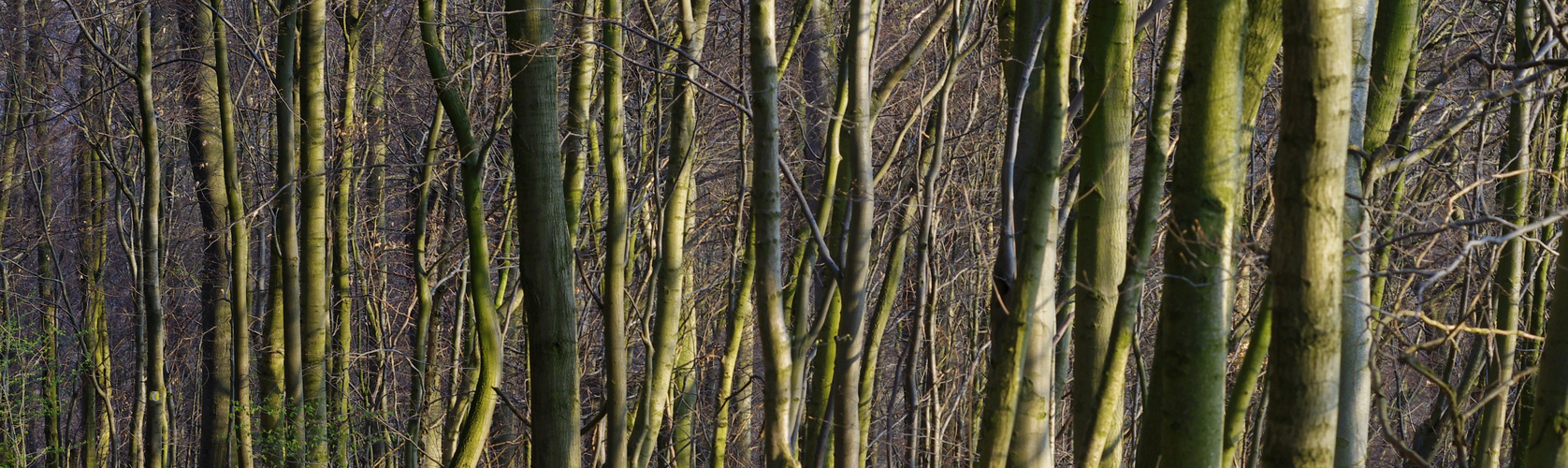 2019.04 holzordnung VIII - siebengebirge BRD