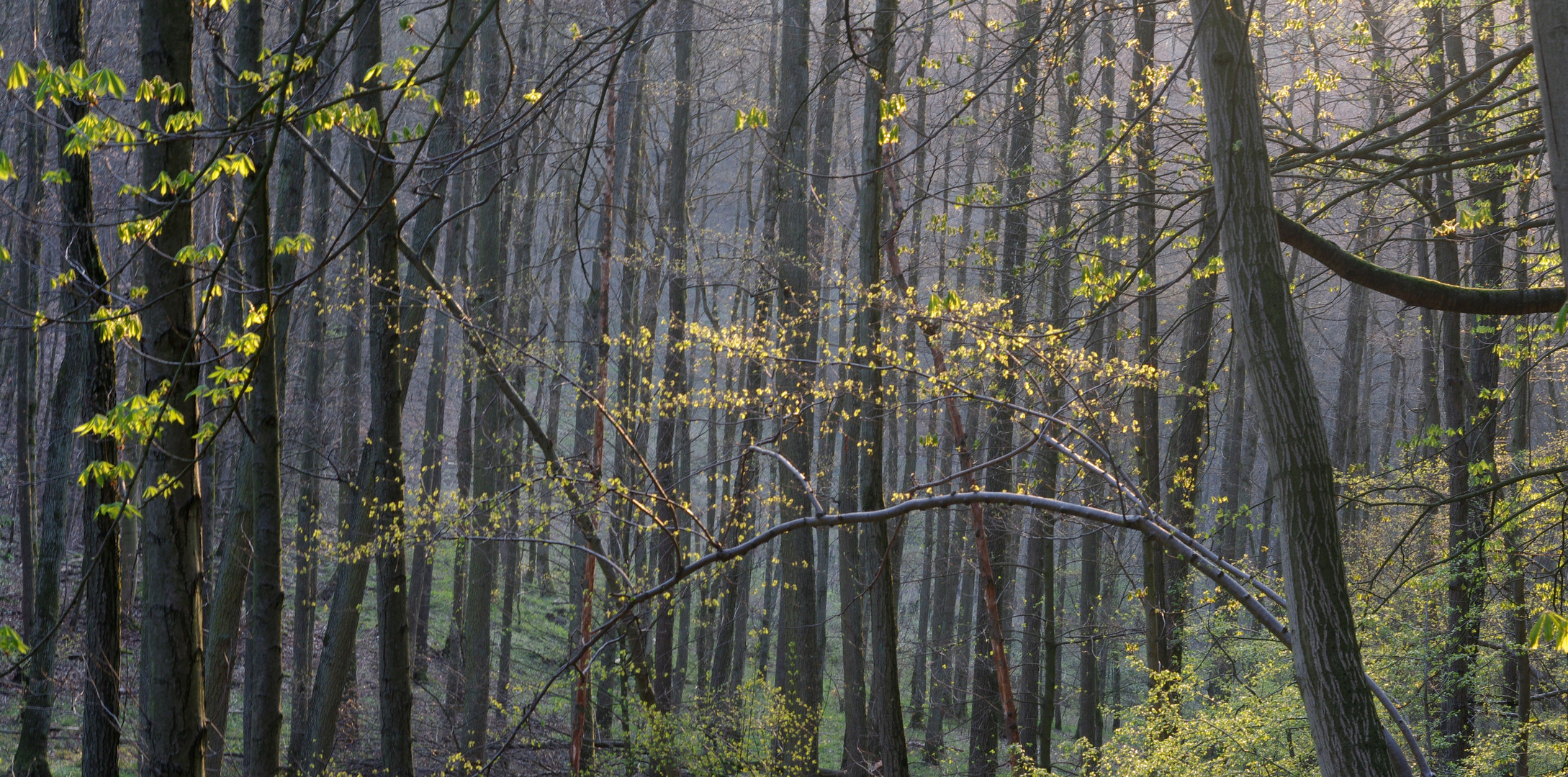 2019.04 holzordnung X - siebengebirge BRD