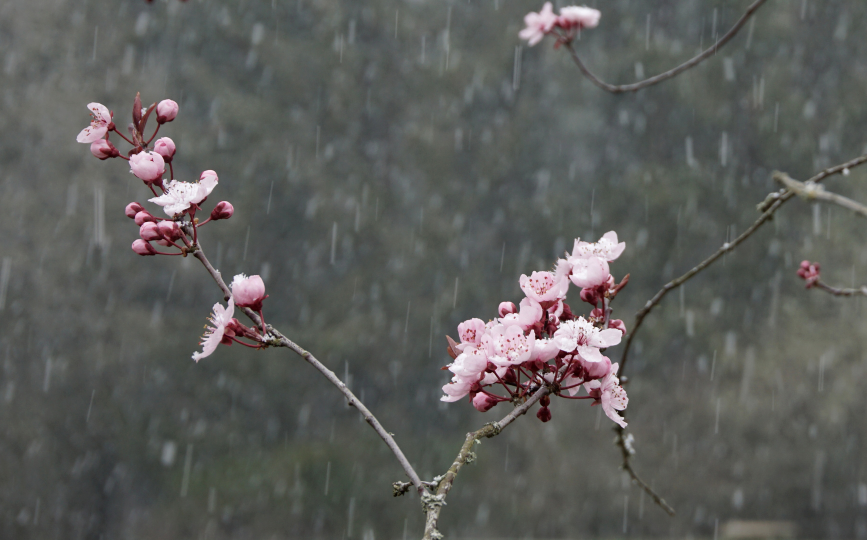 2019.04 supernature - eifelblüte - stadtkyll BRD