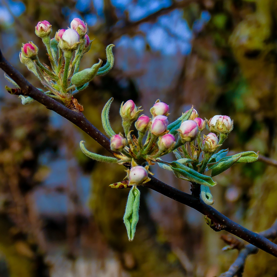 20190402-P1140396Blüten