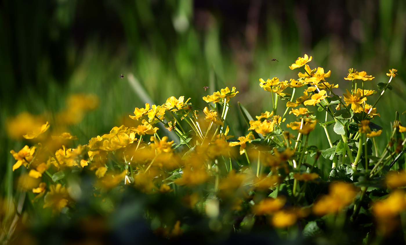 20190424 Sumpfdotterblumen