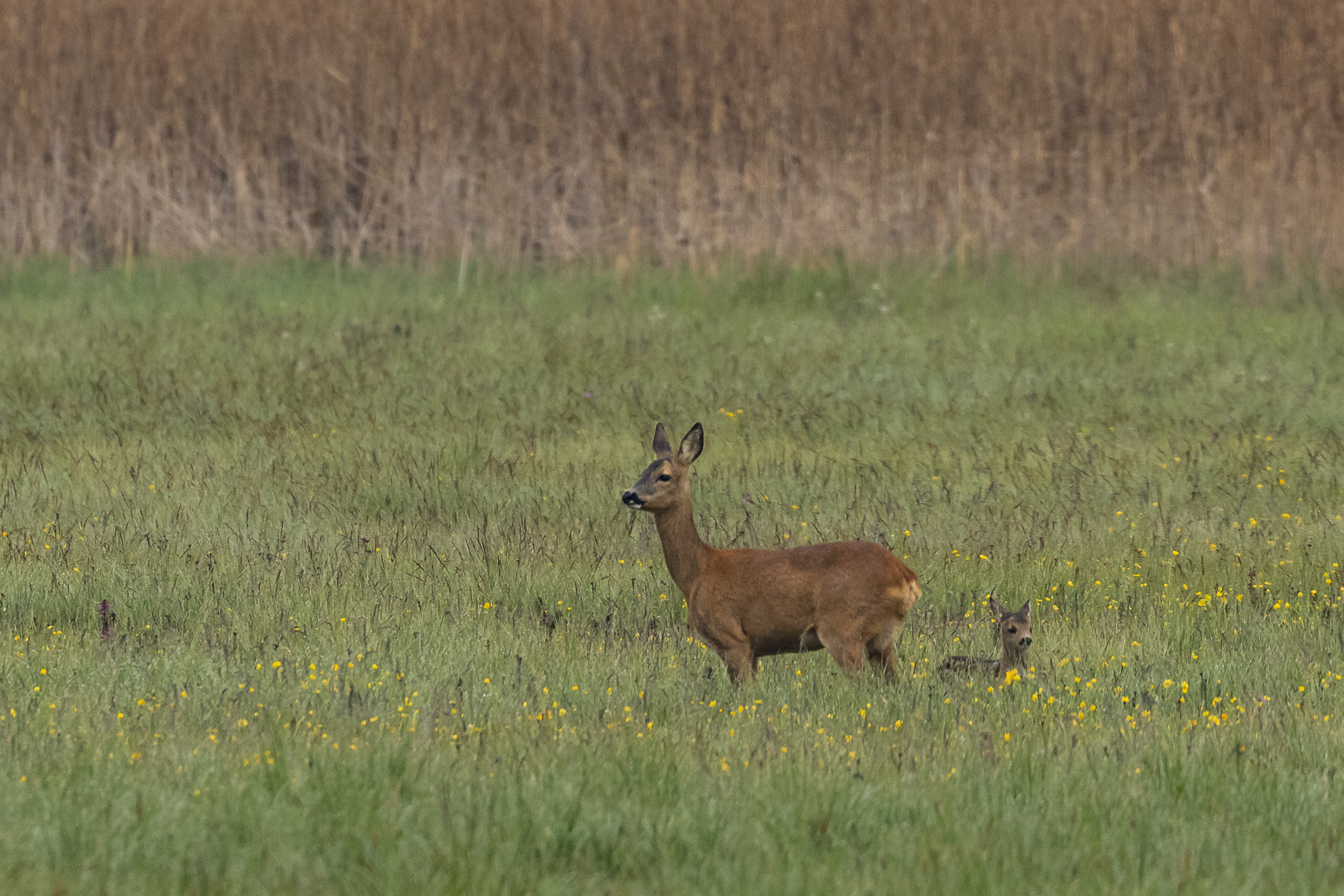 20190527 - Bad Buchau-Federsee - CS8A0197