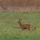 20190527 - Bad Buchau-Federsee - CS8A0197