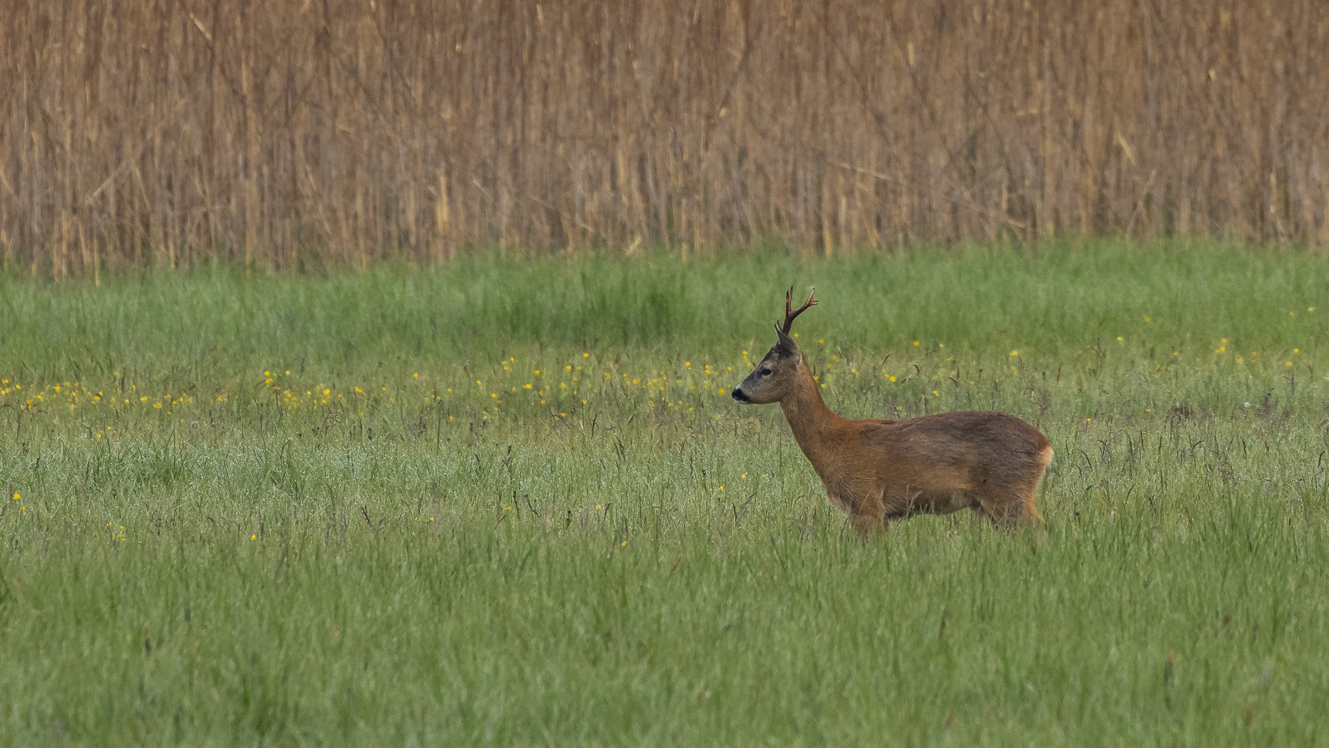 20190527 - Bad Buchau-Federsee - CS8A0226