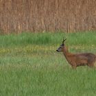 20190527 - Bad Buchau-Federsee - CS8A0226