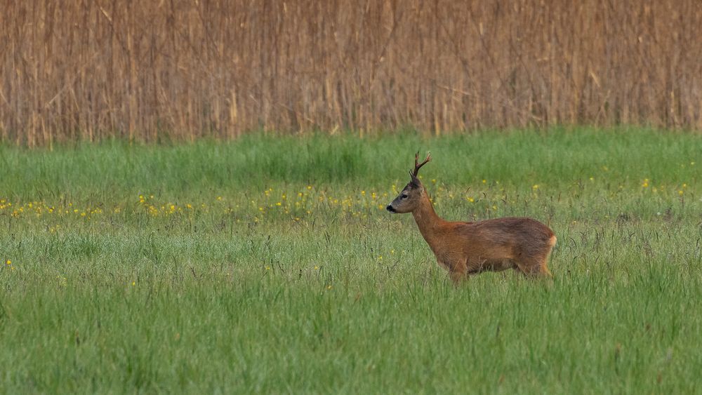 20190527 - Bad Buchau-Federsee - CS8A0226