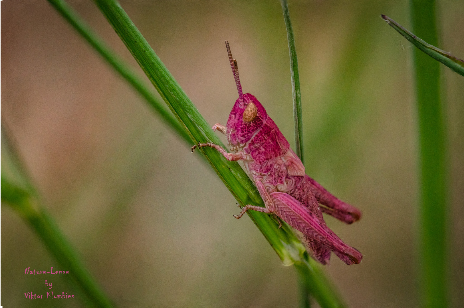 20190530-DSC07556-Bearbeitet