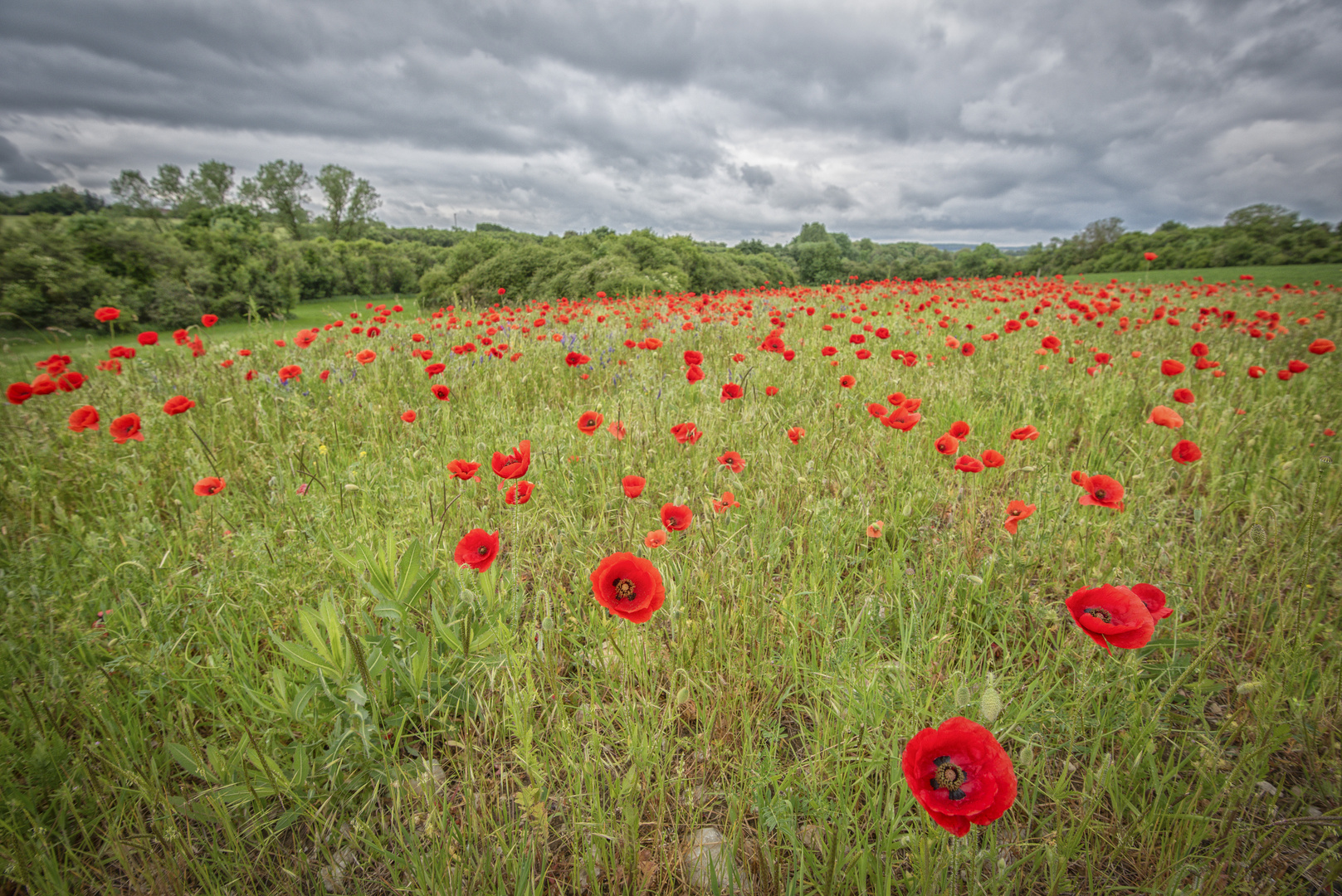 20190606_Mohn_004