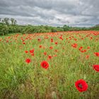 20190606_Mohn_004