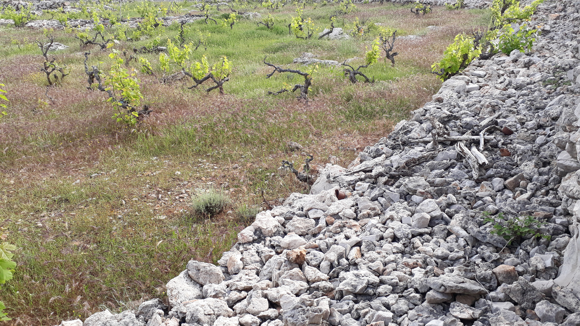 20190608_175341 weingarten mit mauer