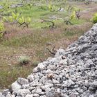 20190608_175341 weingarten mit mauer