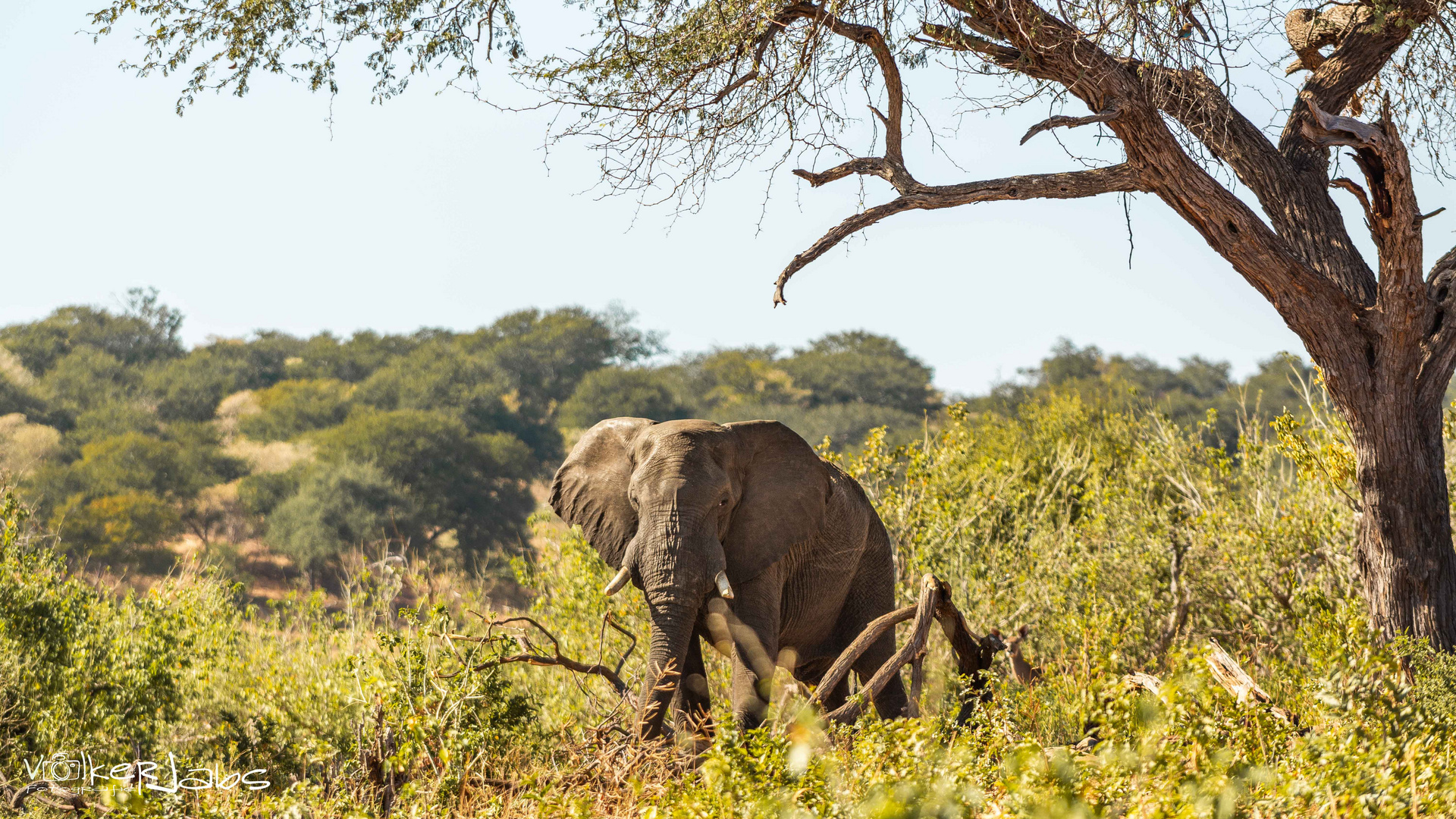 20190620_Chobe_003