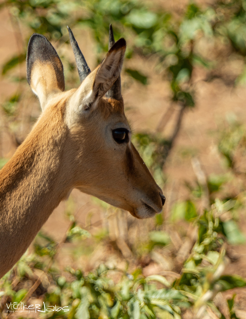 20190620_Chobe_009