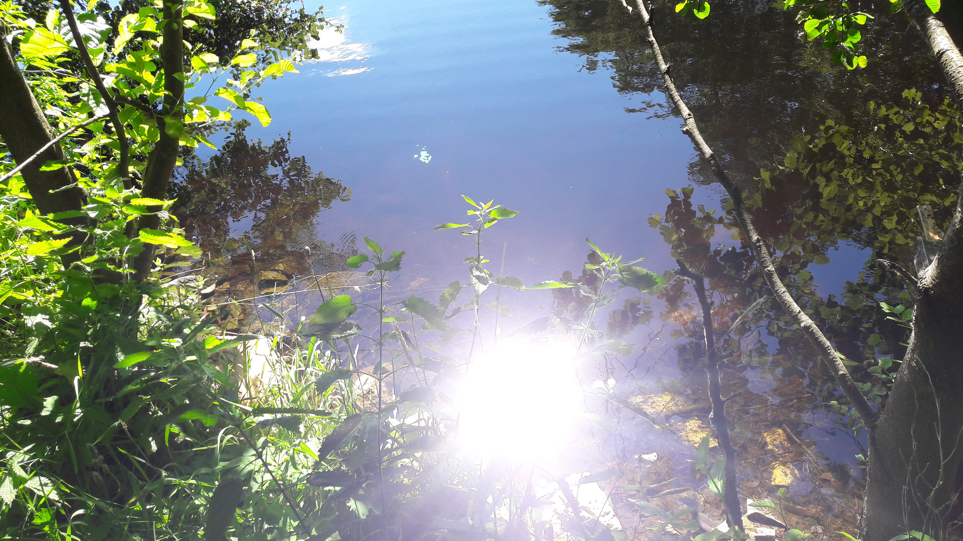 20190703 ARCHIV  Spiegeltag Walkweiher Dinkelsbühl