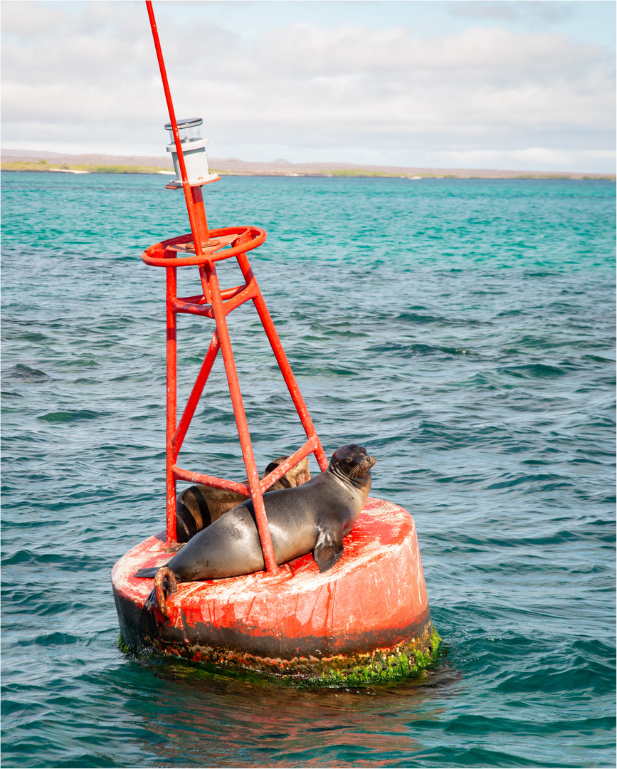 20190707 Galapagos 2019201920194241-Bearbeitet