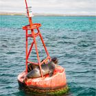 20190707 Galapagos 2019201920194241-Bearbeitet