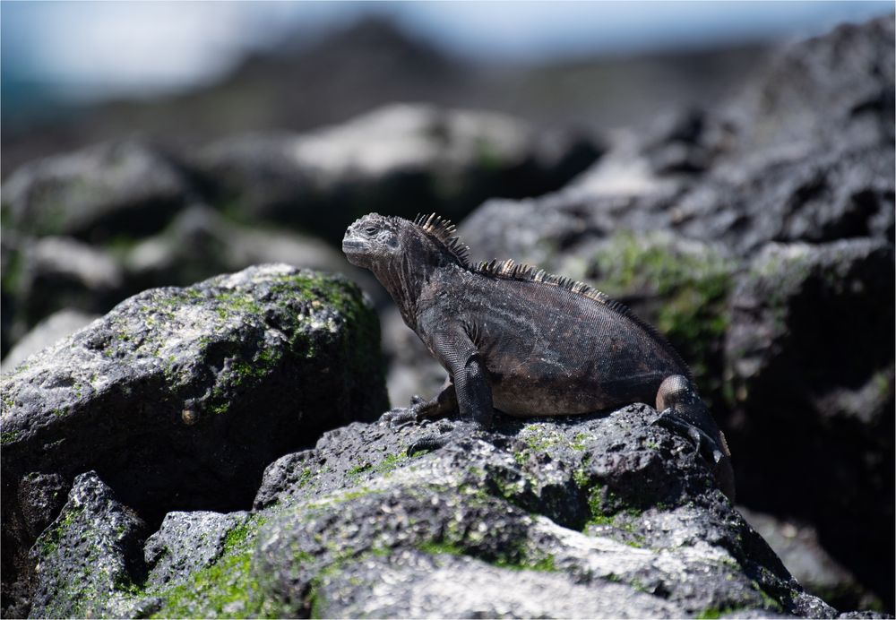 20190707 Galapagos 2019201920199526-Bearbeitet