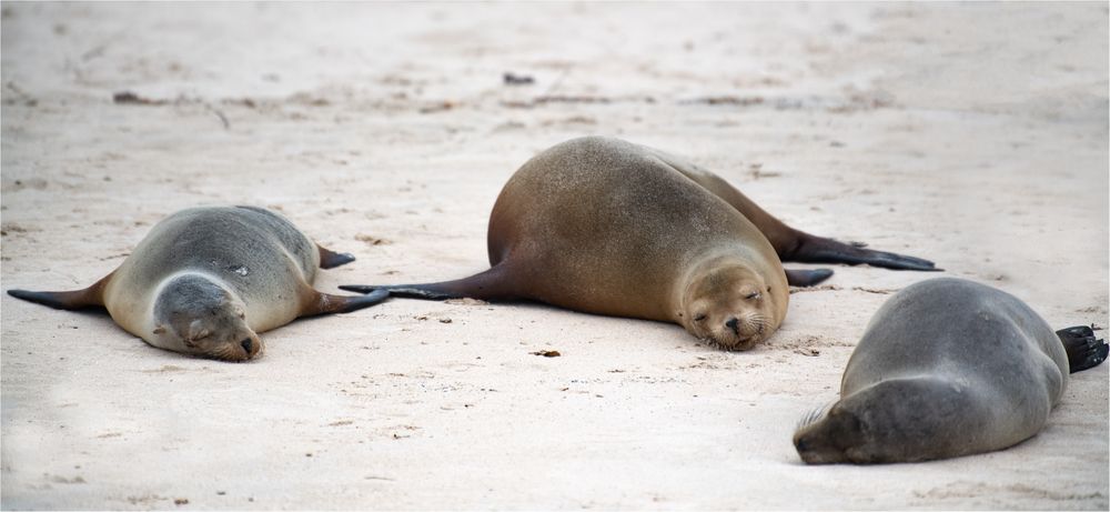 20190708 Galapagos 2019201920199826-Bearbeitet